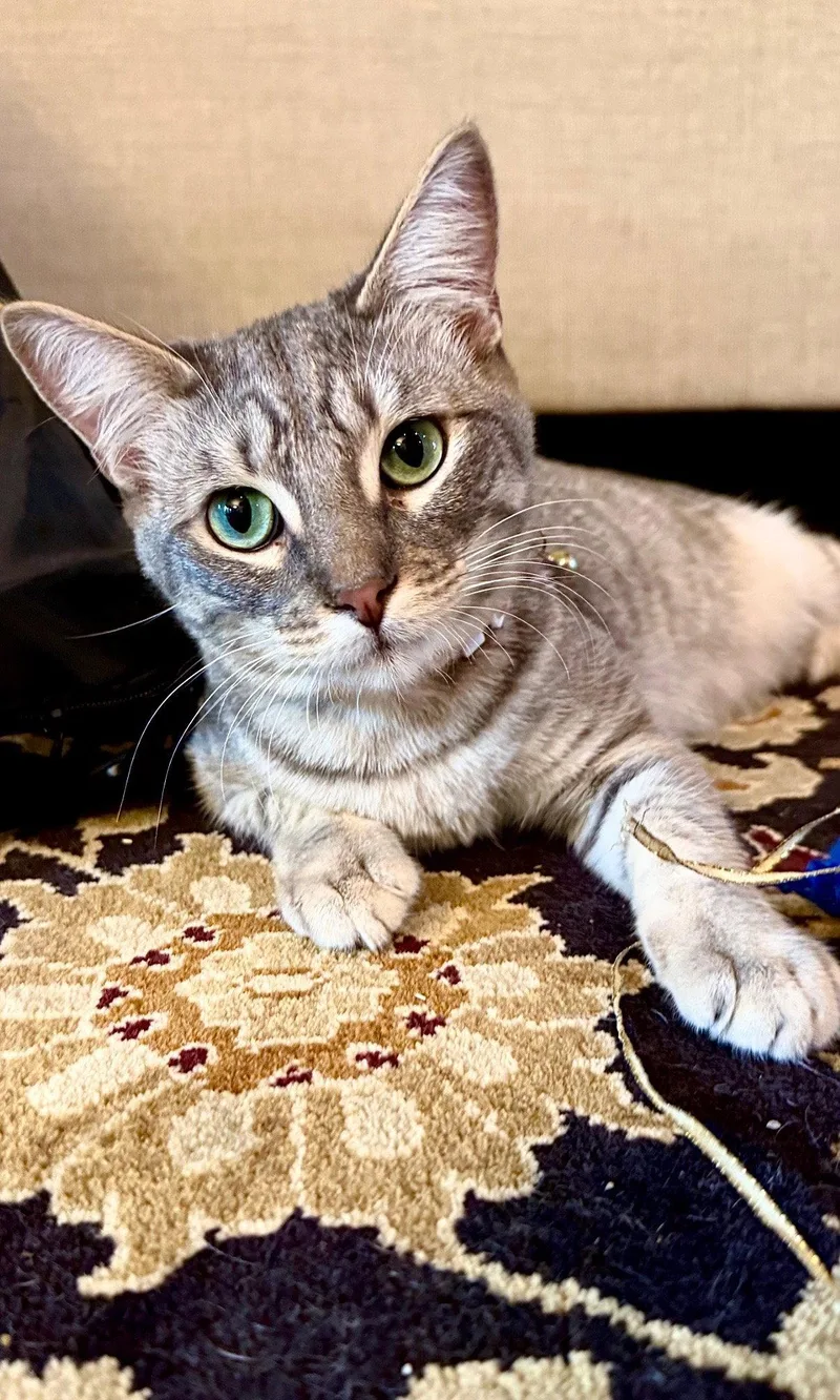 A young medium-sized female Gray / Blue / Silver Domestic Short Hair cat named Clover for adoption in Frisco, TX