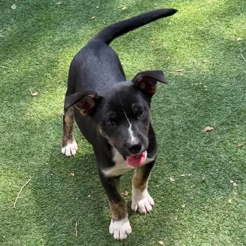 A baby small-sized female Black Mixed Breed dog named Flik for adoption in Buffalo, MN