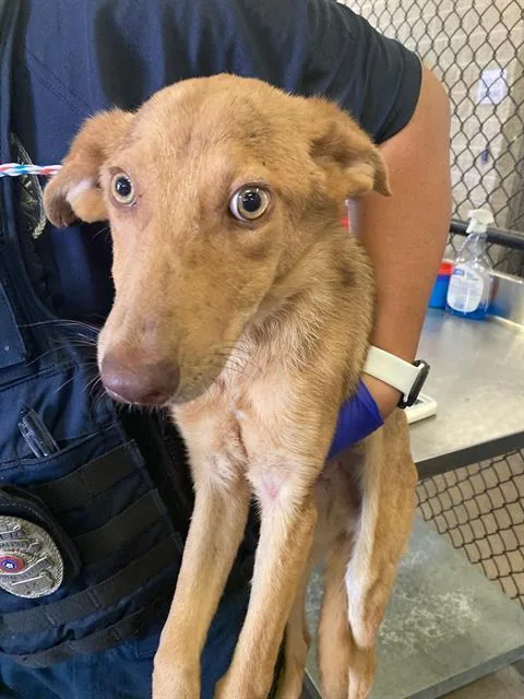 A young medium-sized female German Shepherd Dog dog named Sonia for adoption in Dallas, TX