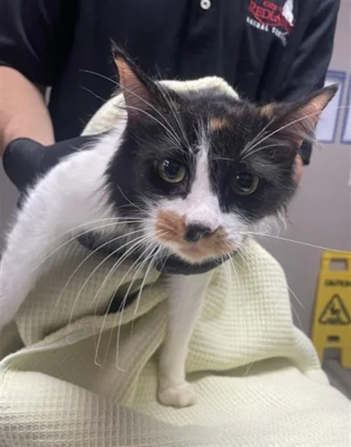 A young medium-sized female Domestic Long Hair cat named Isabella for adoption in Redlands, CA