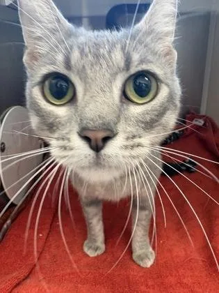 A young medium-sized female Domestic Short Hair cat named Poison Ivy for adoption in Westland, MI