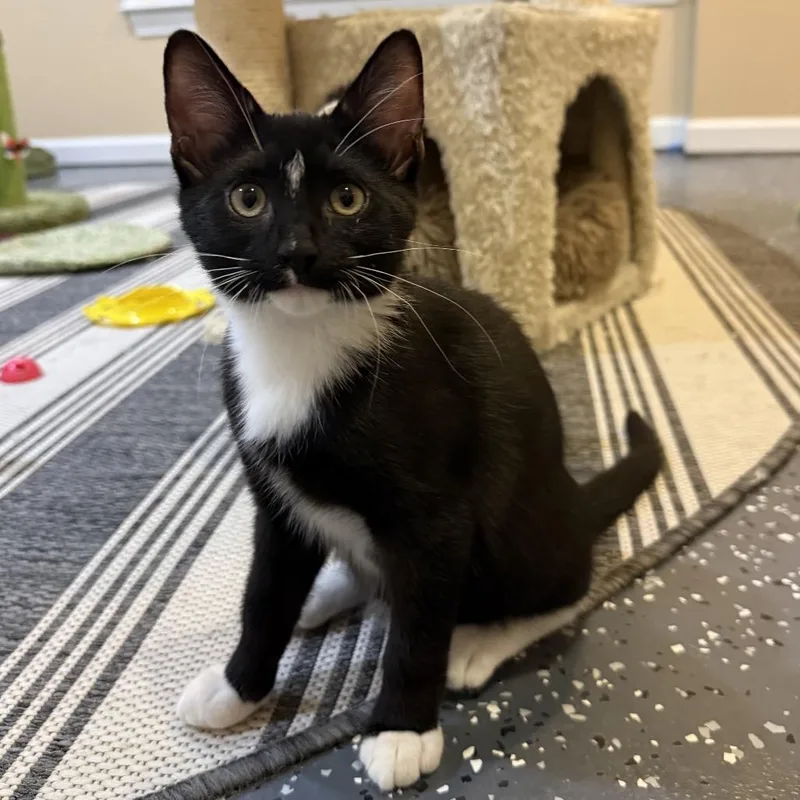 A baby small-sized male Domestic Short Hair cat named Billy Ray for adoption in Roswell, GA