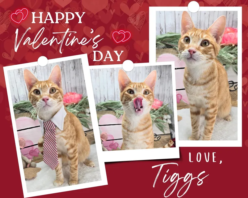 Tiggs The Lover Boy thumbnail 2