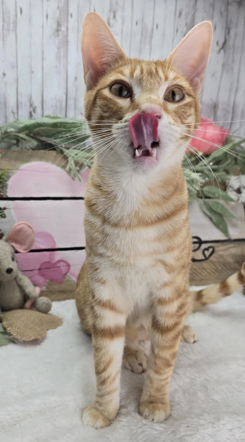 Tiggs The Lover Boy thumbnail 3