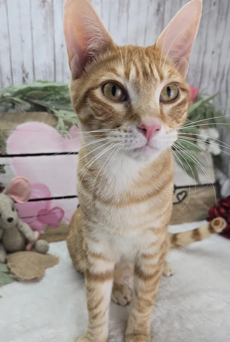 Tiggs The Lover Boy thumbnail 4