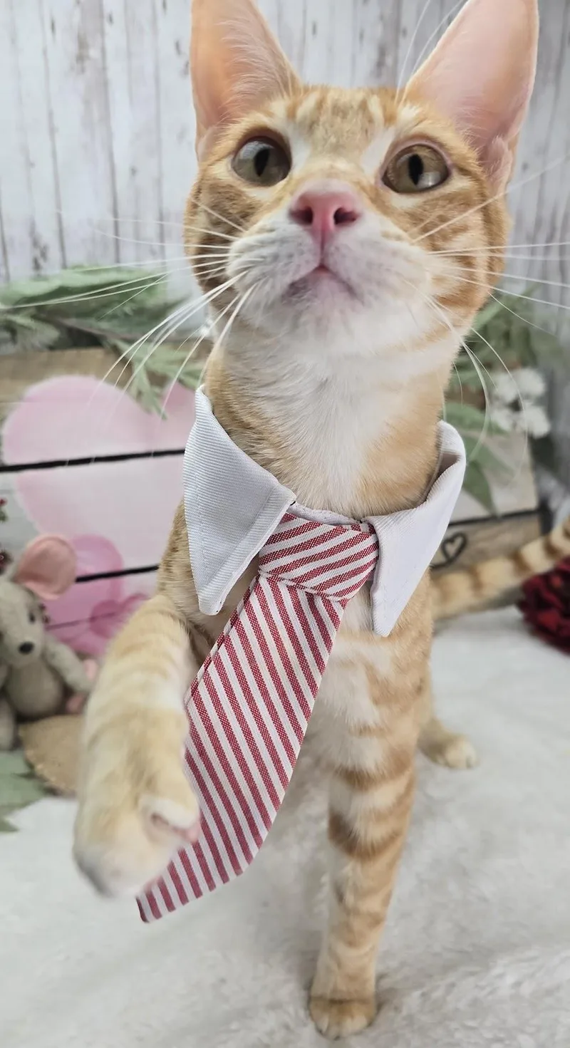 Tiggs The Lover Boy thumbnail 5