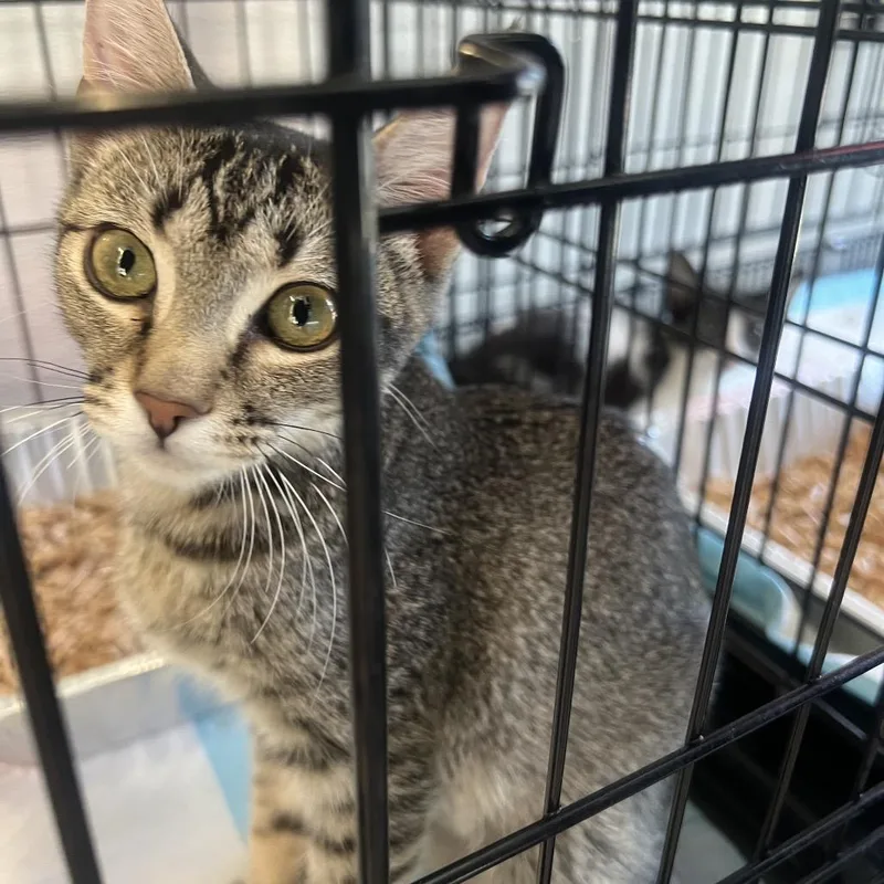 A baby small-sized female Brown / Chocolate Domestic Short Hair cat named Cafe for adoption in Salt Lake City, UT