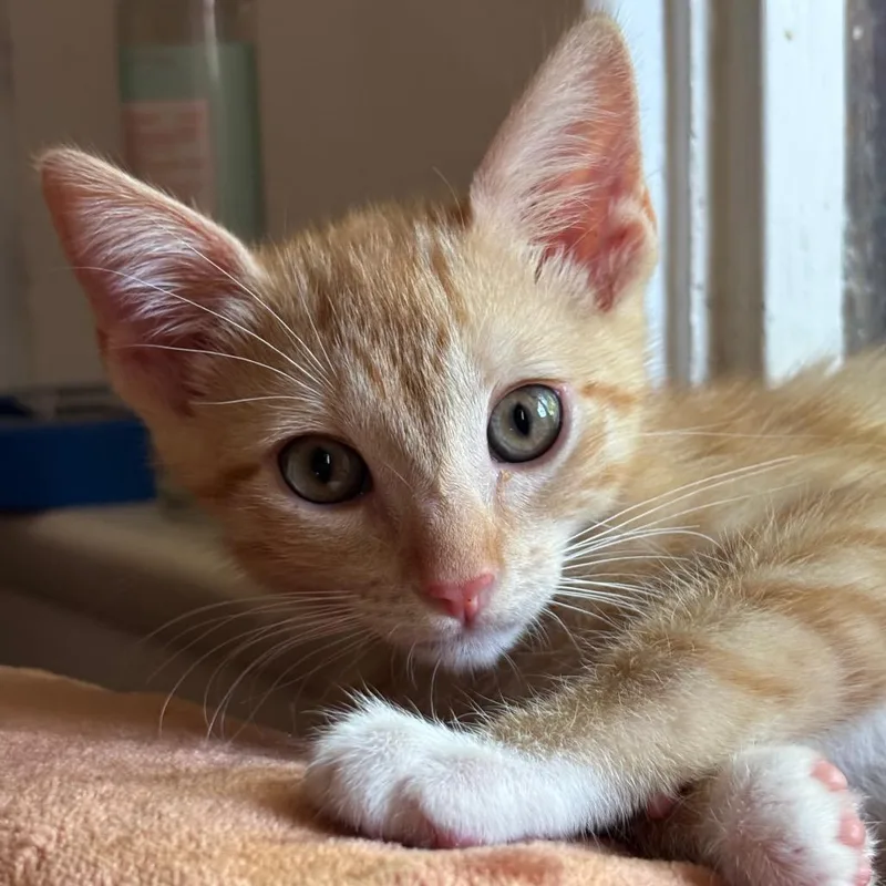 A baby small-sized female Orange / Red Domestic Short Hair cat named Vini for adoption in Tustin, CA