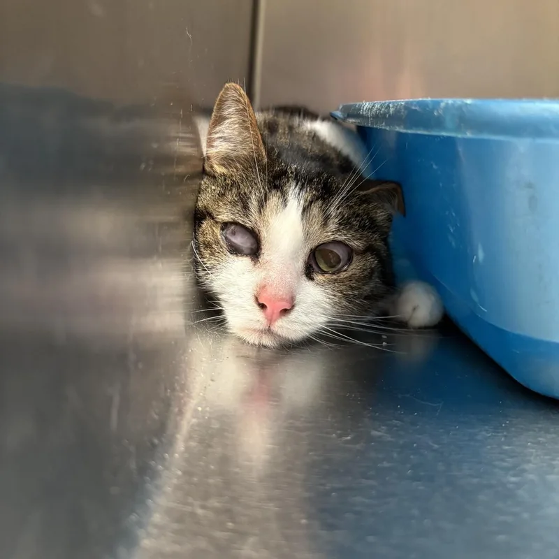 An adult medium-sized female White Domestic Short Hair cat named Jupiter for adoption in Triadelphia, WV