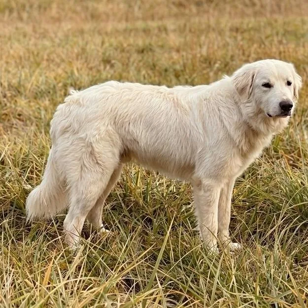 A young medium-sized female Great Pyrenees dog named Miss Pickles for adoption in Guntersville, AL