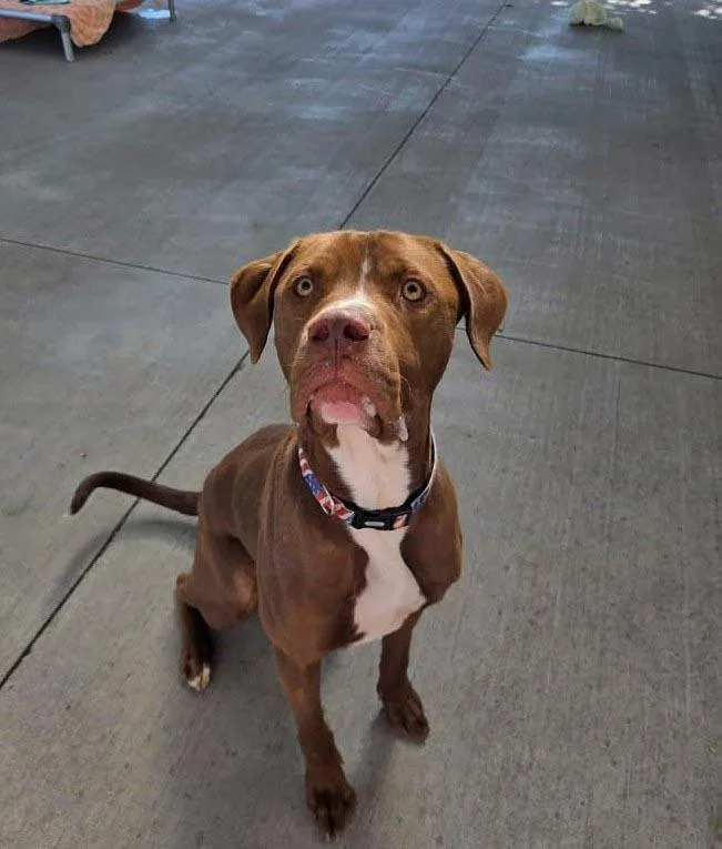 An adult medium-sized male Boxer dog named Titus for adoption in Plover, WI