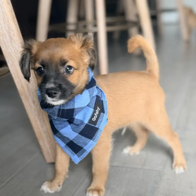 A baby small-sized male Chihuahua dog named Kuiper for adoption in Montgomery, TX