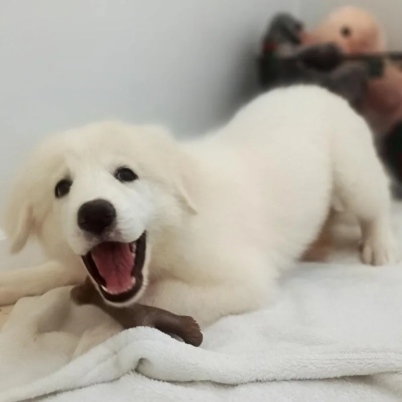 Shellie thumbnail 2