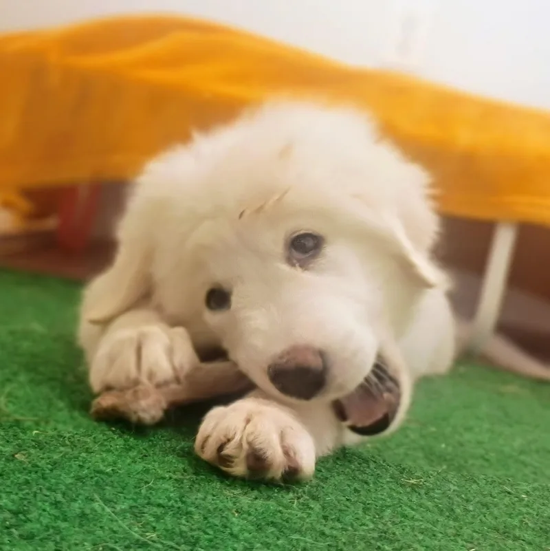 Shellie thumbnail 6