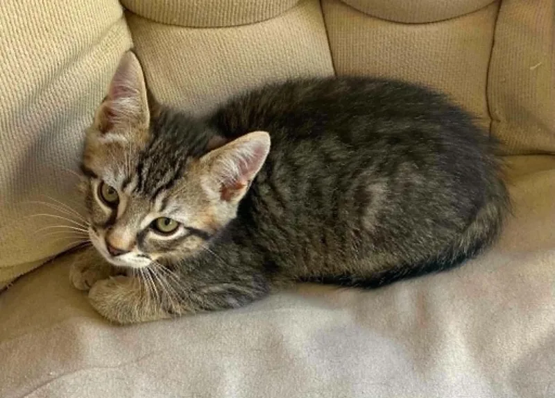 A baby medium-sized male Tabby (Tiger Striped) Domestic Short Hair cat named Twix for adoption in Chicopee, MA