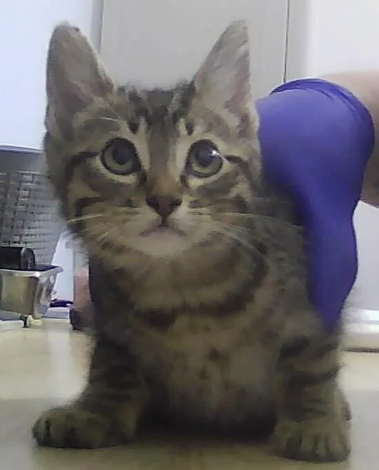 A baby small-sized male Tabby (Brown / Chocolate) Domestic Short Hair cat named Tom for adoption in Anoka, MN