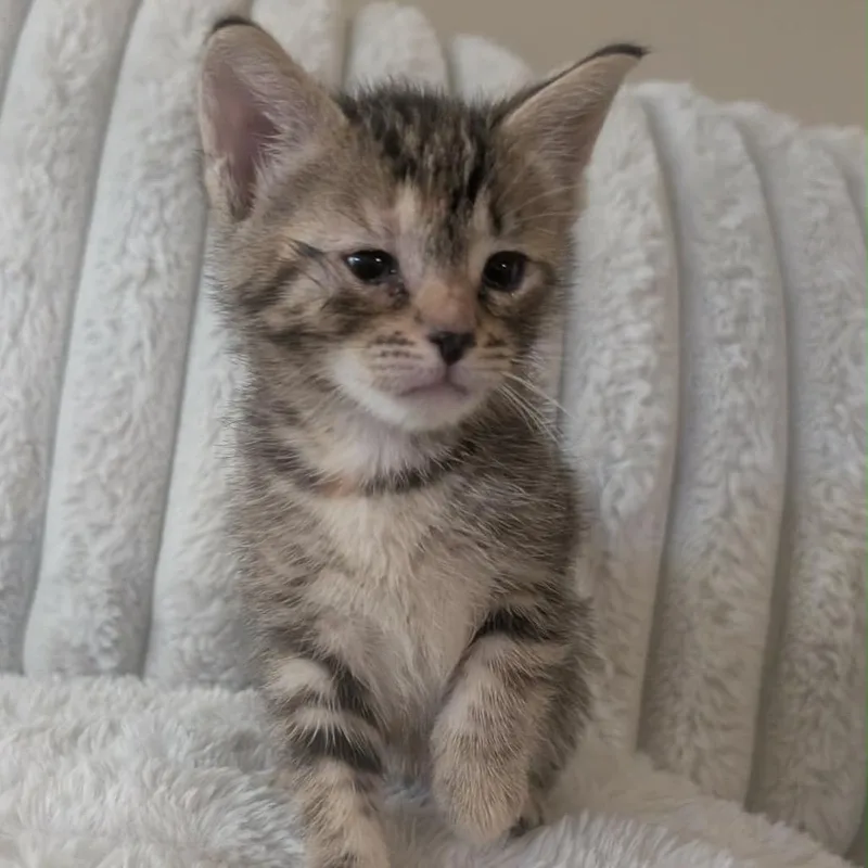 A baby small-sized female American Shorthair cat named Kiara for adoption in mount vernon, AR