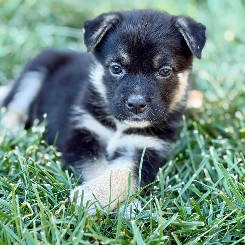 A baby small-sized female Black Cattle Dog dog named Mrs Puff for adoption in Riverside, CA