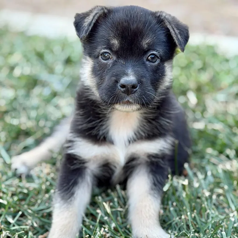 Mrs Puff thumbnail 2