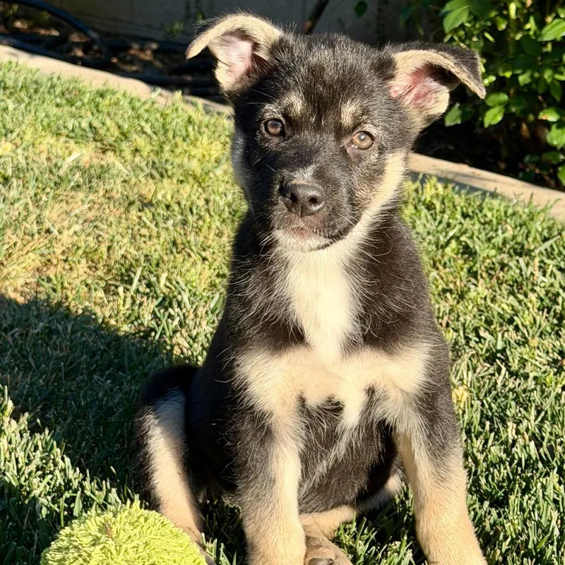 Mrs Puff thumbnail 3