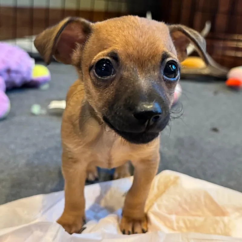 A baby small-sized male Yellow / Tan / Blond / Fawn Chihuahua dog named Orion for adoption in Alma, WI