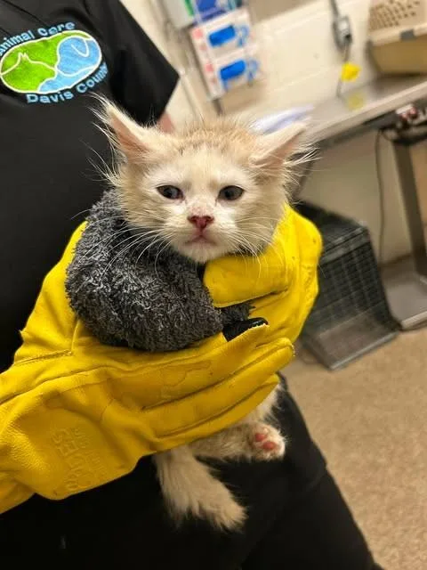 A baby medium-sized female White Domestic Short Hair cat named Sardine for adoption in Fruit Heights, UT