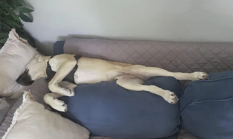 Coco thumbnail 5
