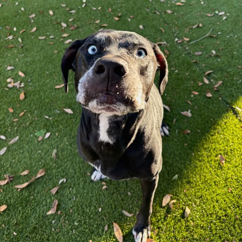 A senior medium-sized male Black Mixed Breed dog named Sirius for adoption in Port Charlotte, FL