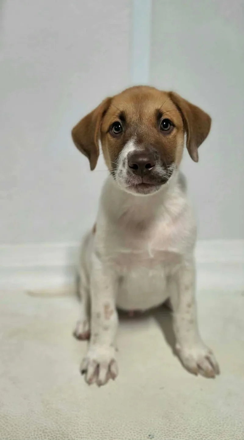 A baby medium-sized male White / Cream Mixed Breed dog named Jj for adoption in BONIFAY, FL