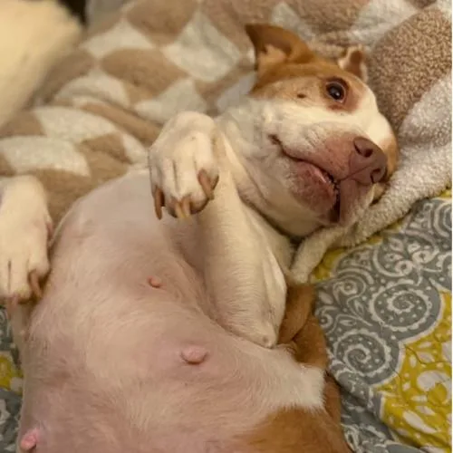 A young small-sized female Australian Shepherd dog named Pollyanna for adoption in Twin lakes, WI