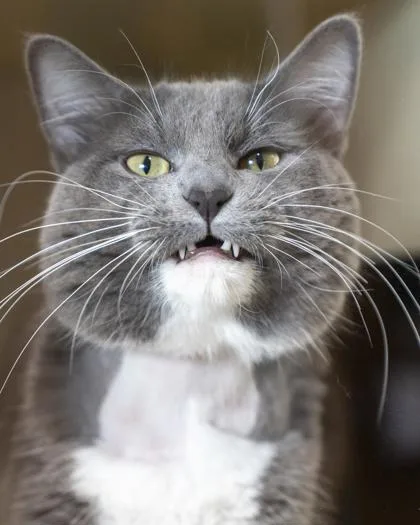 An adult large-sized male Domestic Medium Hair cat named Photon for adoption in Pequot Lakes, MN