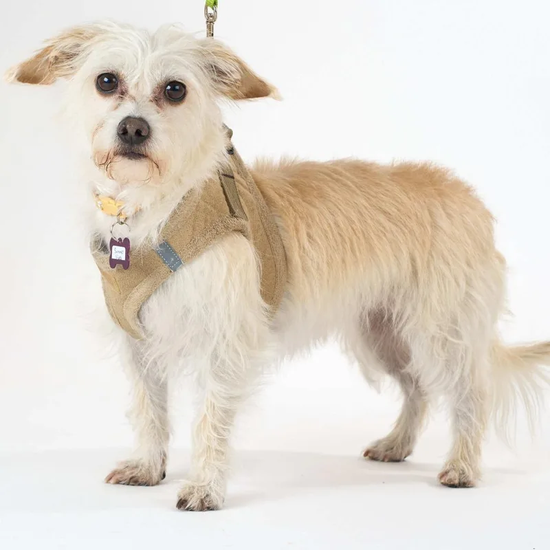A senior small-sized female White / Cream Terrier dog named Summer Vibes for adoption in San Francisco, CA