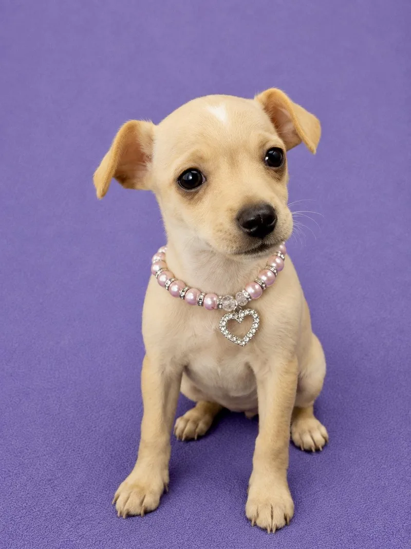 A baby small-sized female Apricot / Beige Chihuahua dog named Daisy for adoption in Lodi, CA