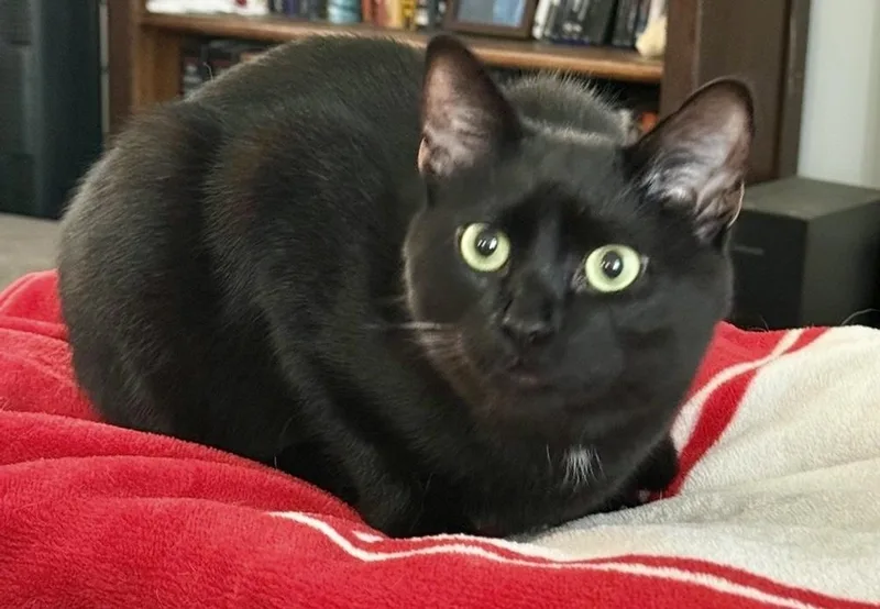 A young medium-sized male Black Domestic Short Hair cat named Chester for adoption in Fayetteville, NC