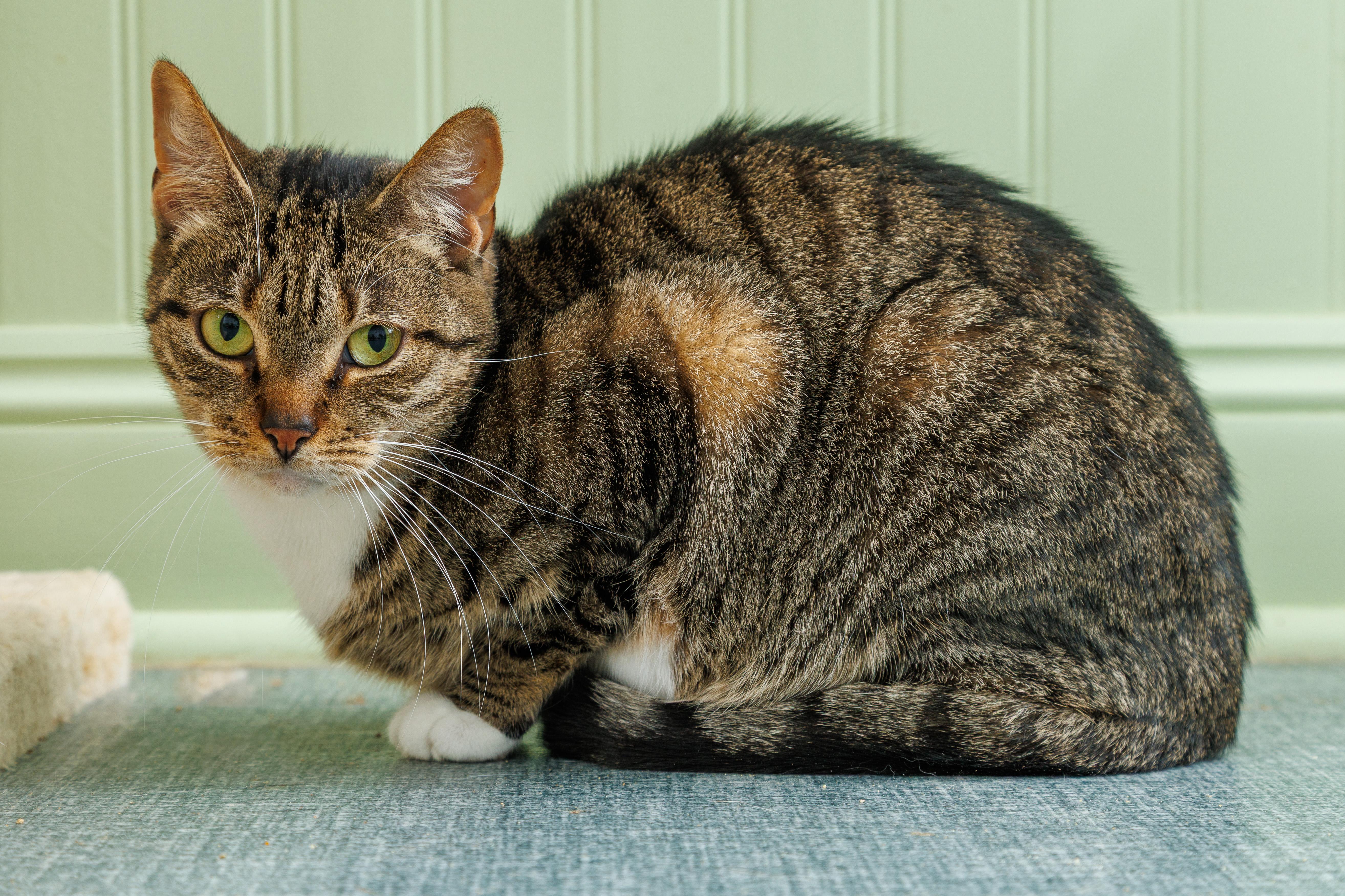 An adult medium-sized female Brown / Chocolate Domestic Short Hair cat named Bubs for adoption in Chester Springs, PA