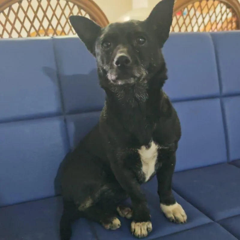 Ms. Itsy Zippy thumbnail 2