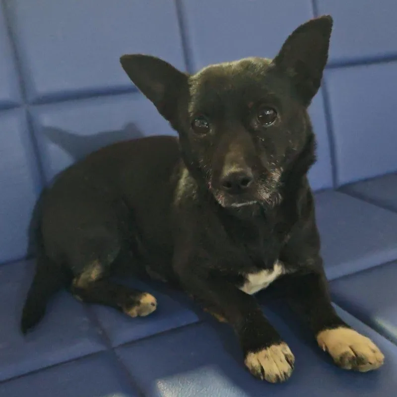 Ms. Itsy Zippy thumbnail 3