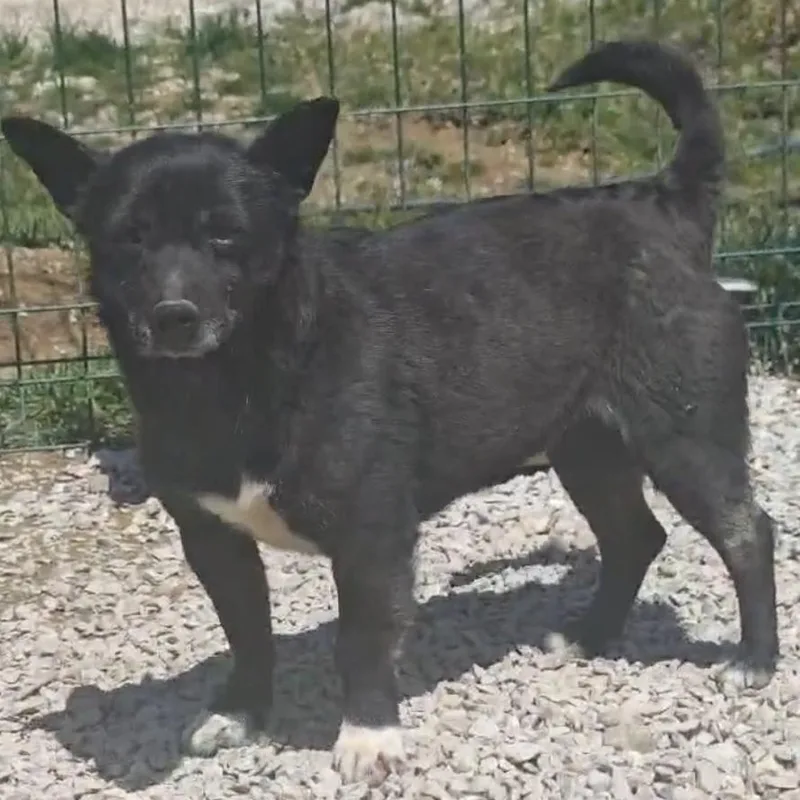 Ms. Itsy Zippy thumbnail 6