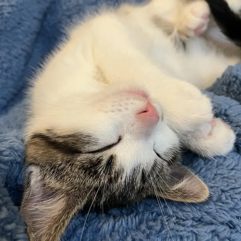 A baby medium-sized male Tabby (Gray / Blue / Silver) Domestic Short Hair cat named Rudolph for adoption in Massillon, OH