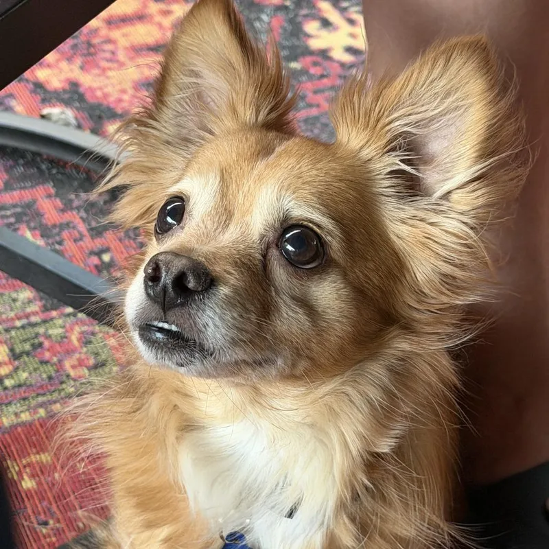 Toby