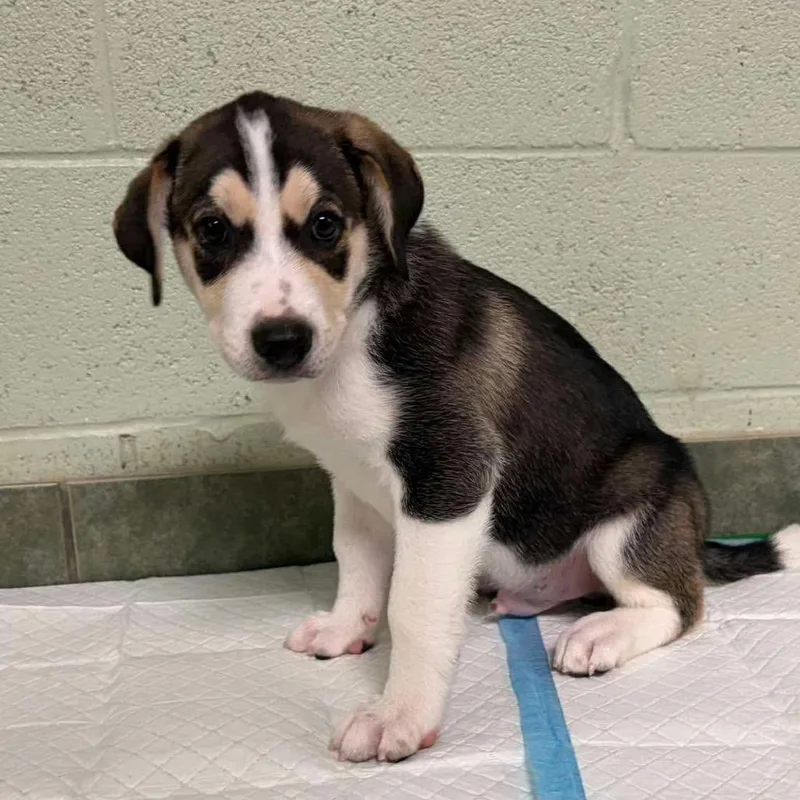 A baby small-sized male Gray / Blue / Silver Mixed Breed dog named Mustard for adoption in Oxford, ME