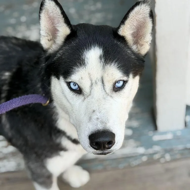 An adult large-sized male Husky dog named Kyle for adoption in New Orleans, LA