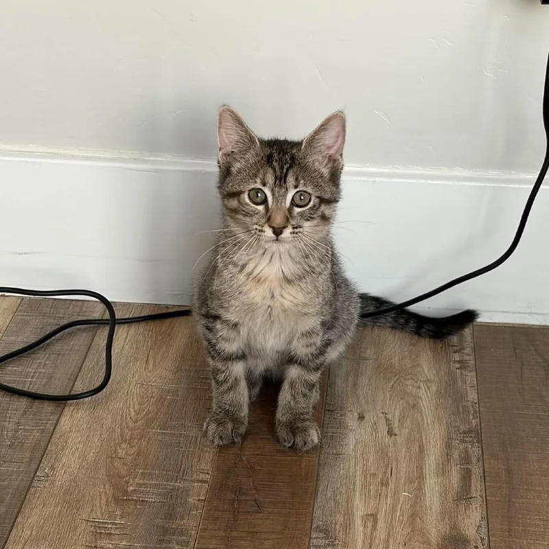 A baby small-sized female Brown / Chocolate Domestic Short Hair cat named Zelma Armbrust for adoption in Eagle Mountain, UT