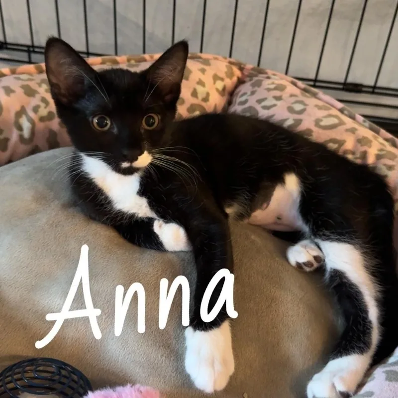 A young small-sized female Black & White / Tuxedo Domestic Short Hair cat named Anna for adoption in Staten Island, NY