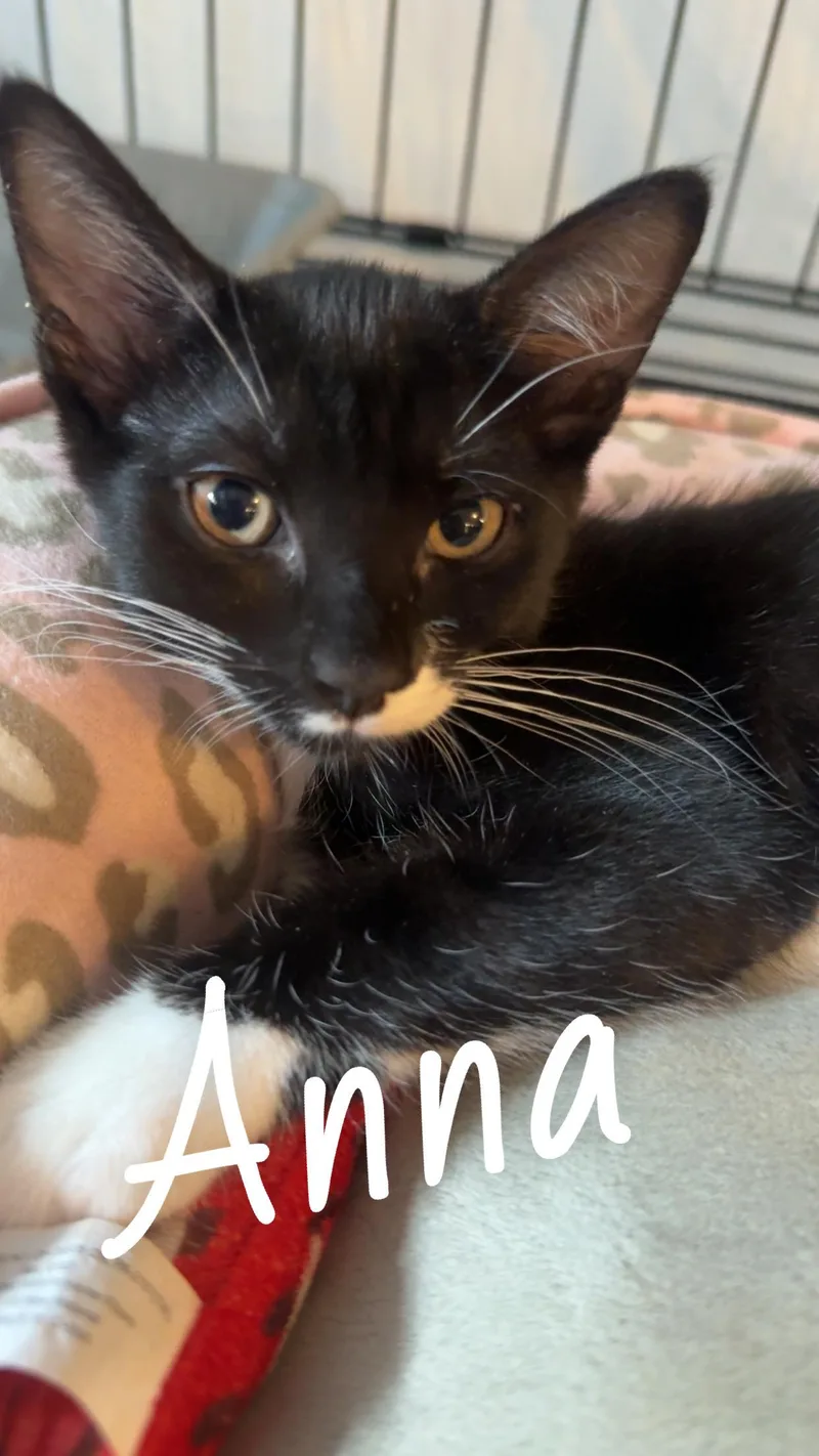 Anna thumbnail 2