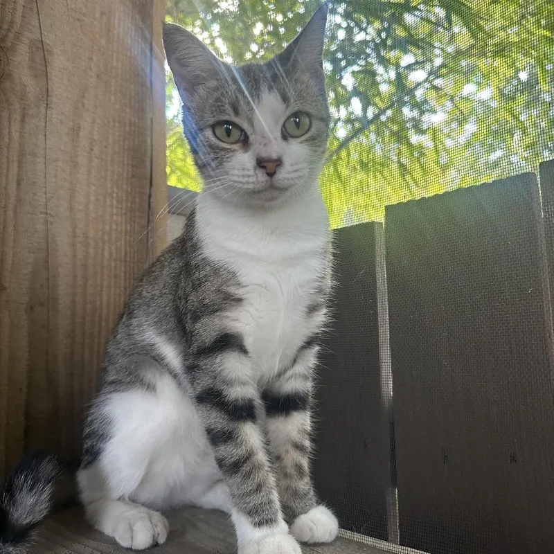 A young medium-sized female Brown / Chocolate Domestic Short Hair cat named Daisy for adoption in San Antonio, TX