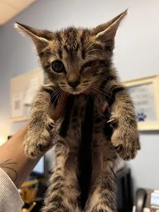 A baby small-sized female Domestic Short Hair cat named McMuffin for adoption in Chamblee, GA