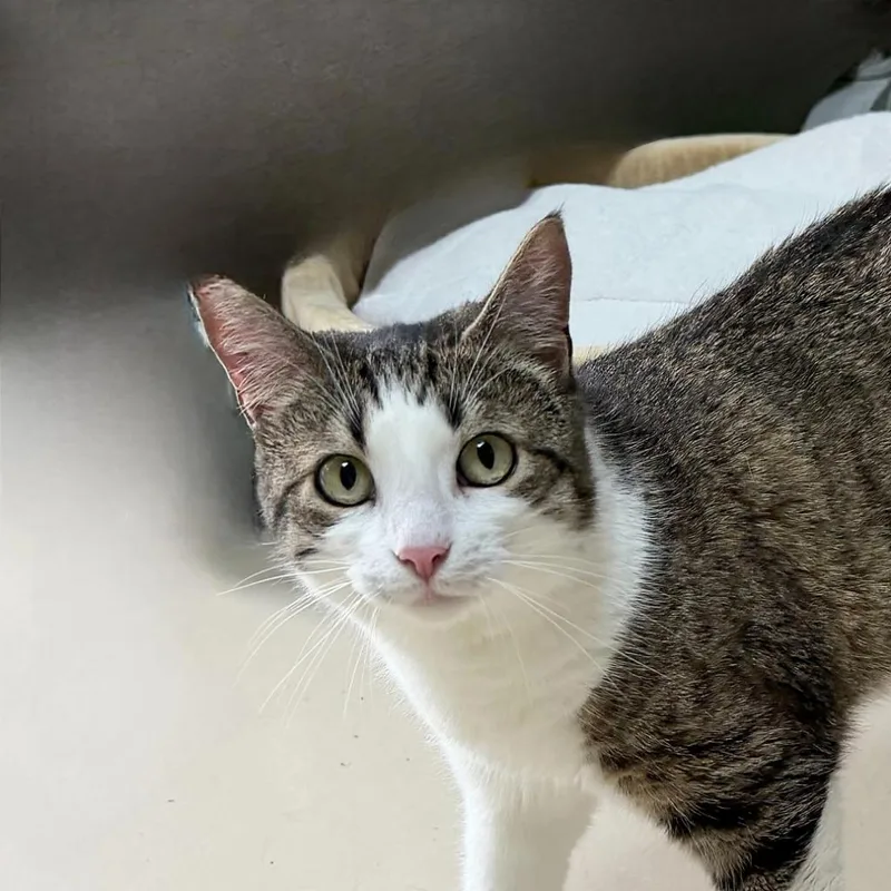 A young medium-sized female Domestic Short Hair cat named Delara for adoption in State College, PA