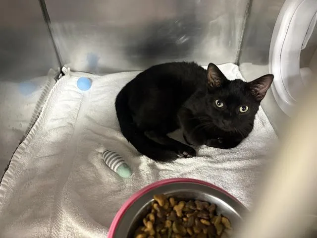 A young small-sized male Domestic Short Hair cat named Halo for adoption in Panama City, FL