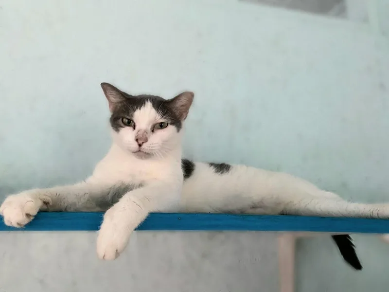 Sweet Pea thumbnail 3